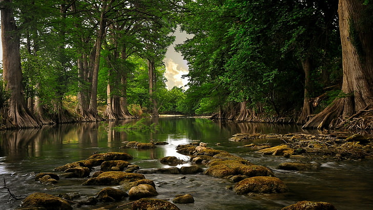 bosque, maderas, árboles, vegetación, río, paisaje, corriente, calma, árbol, banco, bosque de crecimiento antiguo, raíces, raíz, Fondo de pantalla HD