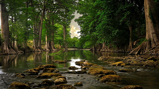 forêt, bois, arbres, végétation, rivière, paysage, ruisseau, calme, arbre, rive, forêt ancienne, racines, racine, Fond d'écran HD HD wallpaper