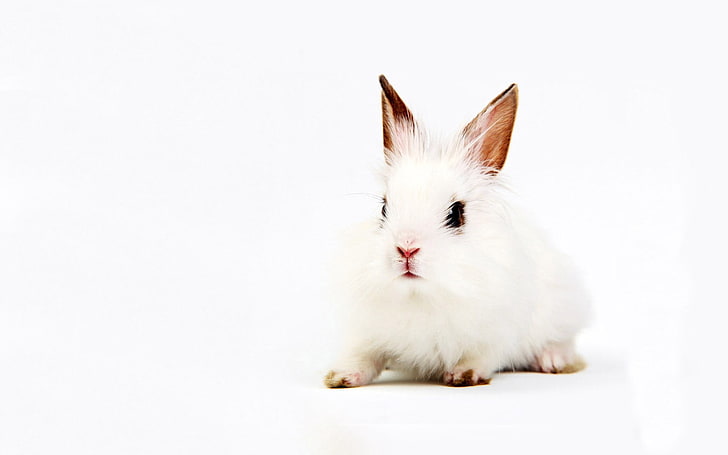 white rabbit, rabbit, white, background, sit, HD wallpaper