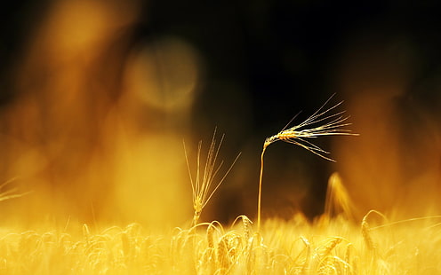 brown grass, macro, nature, blurred, wheat, depth of field, plants, HD wallpaper HD wallpaper