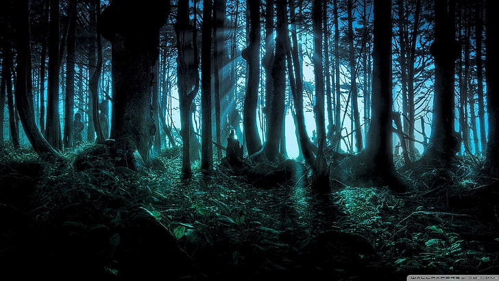 silhouette of rainforest during night time, fantasy art, artwork, forest, dark, landscape, digital art, HD wallpaper