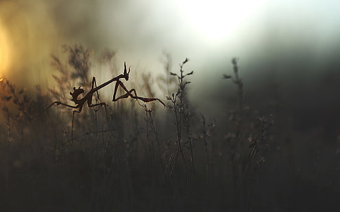 graue Gottesanbeterin, Insekt, Natur, Gottesanbeterin, empusa, HD-Hintergrundbild HD wallpaper