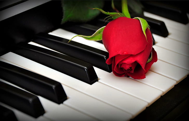 A Rose On The Piano Keys, lovely, keys, scent, romantic, nice, music, beautiful, flowers, romance, pretty, fragrance, HD wallpaper