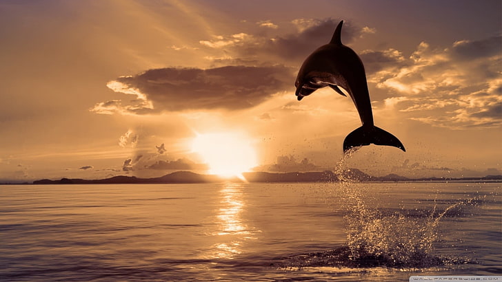дельфин и водоем, дельфин, животные, природа, море, прыжки, брызги, закат, HD обои