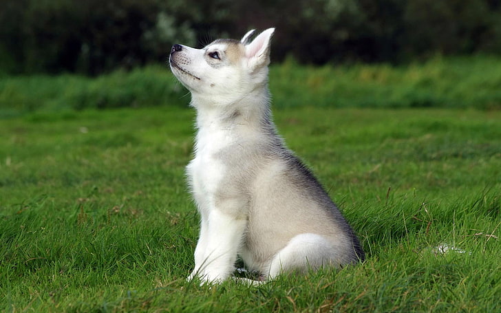 кученце сиво сибирско хъски, сибирско хъски, куче, животни, HD тапет