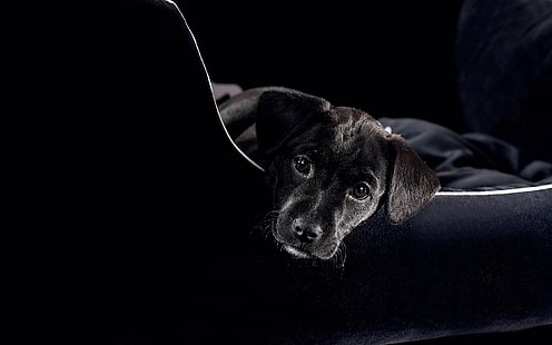 czarny labrador retriever szczeniak, pies, szczeniak, czarny, niemowlę, Tapety HD HD wallpaper