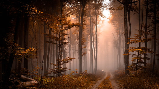 mist, fog, path, forest path, autumn, foggy, pathway, forest, woods, woodland, tree, landscape, HD wallpaper HD wallpaper