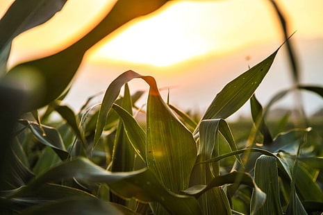 الزراعة والحبوب والذرة وحقل الذرة والحقل والطبيعة والشمس، خلفية HD HD wallpaper