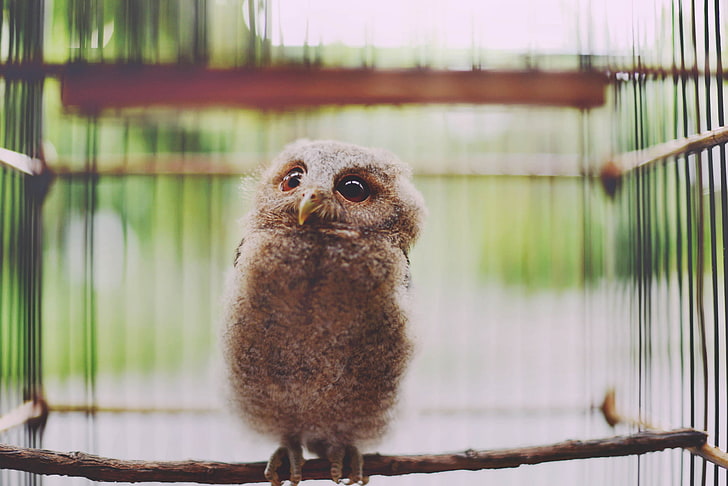 brown owl chick, owl, bird, looks, owlet, HD wallpaper