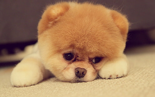 Pomeranian puppy is cute, Pomeranian, Puppy, Cute, HD wallpaper HD wallpaper