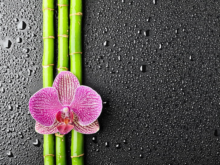 pink and yellow moth orchid, orchid, flower, bamboo, drops, HD wallpaper