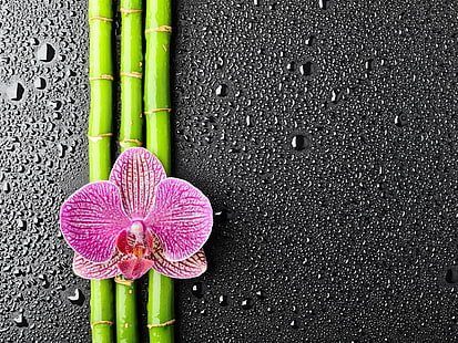 orquídea traça rosa e amarela, orquídea, flor, bambu, gotas, HD papel de parede HD wallpaper
