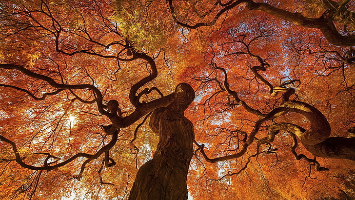 оранжево листно дърво, оранжево листно дърво през есента, есен, дървета, листа, природа, червено, HD тапет