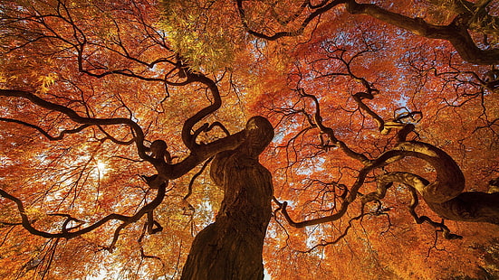 albero di foglie di arancio, albero di foglie di arancio in autunno, caduta, alberi, foglie, natura, rosso, Sfondo HD HD wallpaper