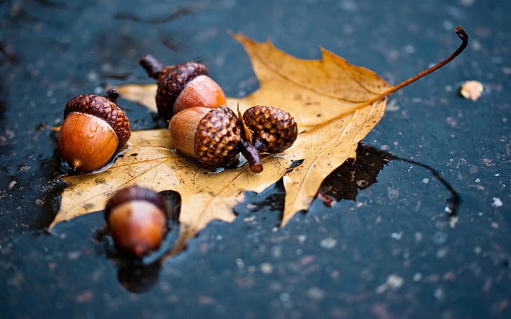 brown acorns, asphalt, oak, rain, leaves, autumn, acorn, puddle, HD wallpaper