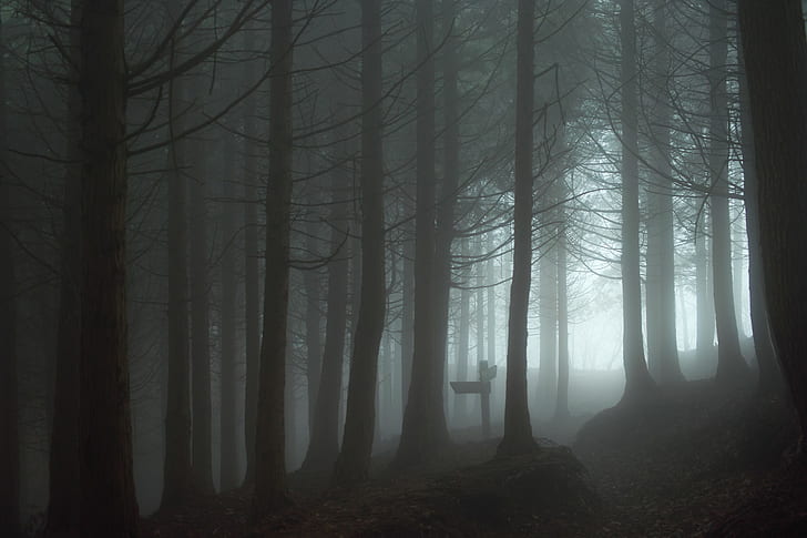 forest, mist, spooky, HD wallpaper