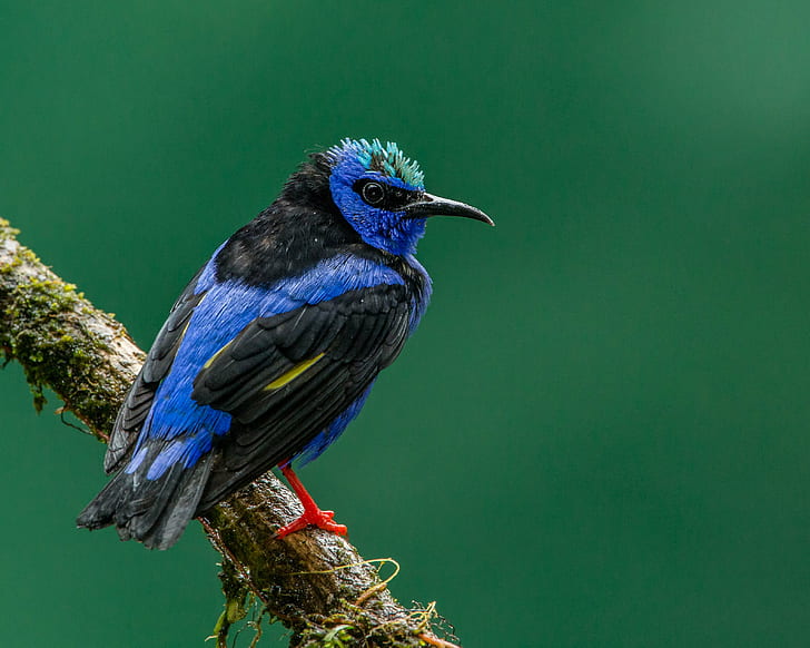 сине-черная птица с длинным клювом, красноногий медонос, красноногий медонос, красноногий медонос, синий, клюв, птица, Honeyeater, Коста-Рика, Энди, Природа, Линза, животное, живая природа, перо, многоцветный, HD обои