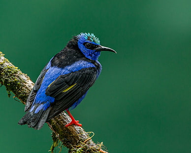 сине-черная птица с длинным клювом, красноногий медонос, красноногий медонос, красноногий медонос, синий, клюв, птица, Honeyeater, Коста-Рика, Энди, Природа, Линза, животное, живая природа, перо, многоцветный, HD обои HD wallpaper
