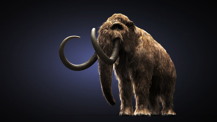 Animal, Mammoth, Face, HD wallpaper