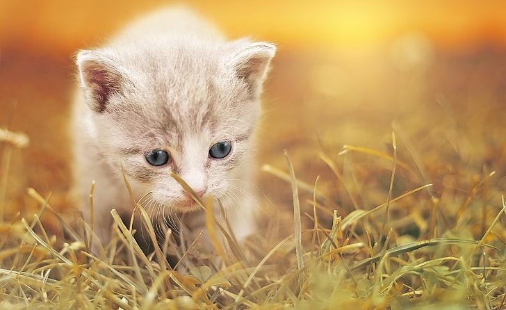 Adorable chaton mignon bébé chat, Fond d'écran HD