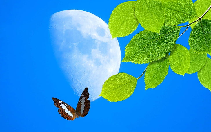 borboleta, buterfly, folhas, green, lua, moon, nature, plant, sky, HD wallpaper