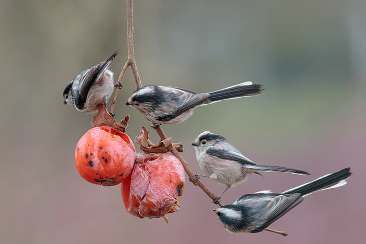 birds, background, branch, fruit, persimmon, meal, Long-tailed tit, HD wallpaper