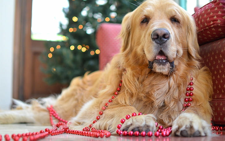 Golden retriever, cute dog, beads, Golden, Retriever, Cute, Dog, Beads, HD wallpaper