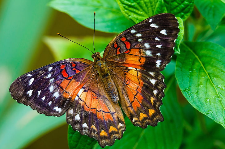orange and black butterfly, leaves, pattern, butterfly, plant, wings, moth, HD wallpaper