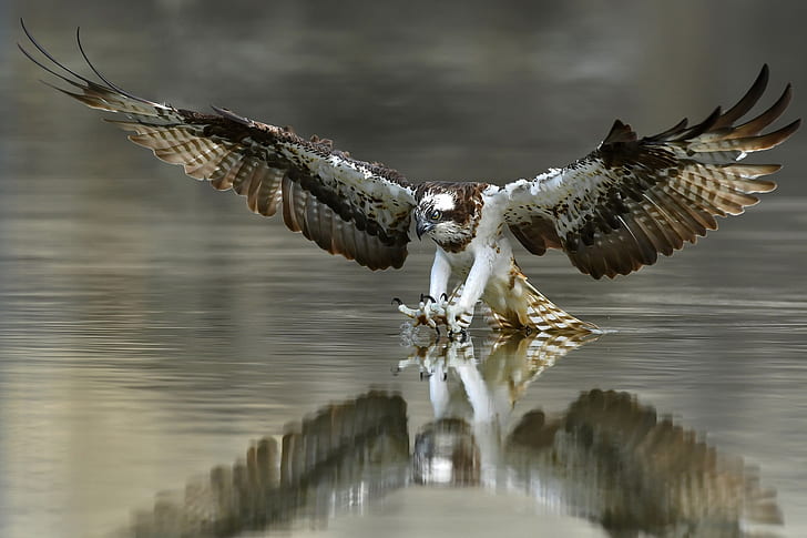 Birds, Osprey, Bird, Bird Of Prey, Eagle, Reflection, Water, Wildlife, HD wallpaper