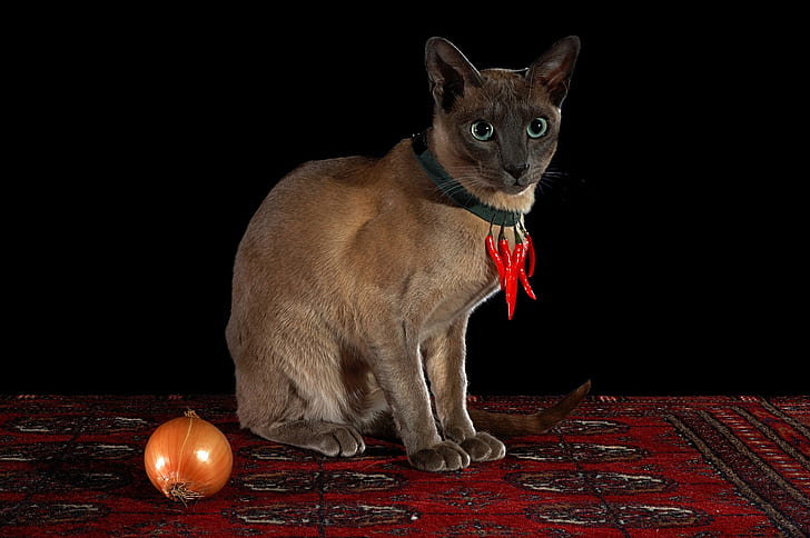 cat, look, red, pose, carpet, necklace, pepper, black background, amulet, sharp, sitting, Siamese, hot pepper, Chile, chili, onion, guardian, HD wallpaper