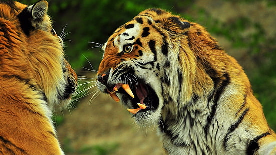 Животно, 1920x1080, тигър, ядосан, hd ядосан тигър, 4K, HD тапет HD wallpaper