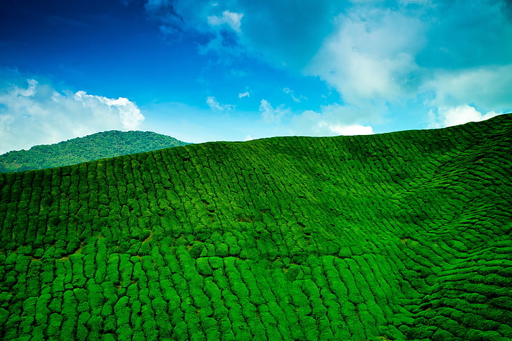 green grass field, mountains, tea plantations, green, height, HD wallpaper