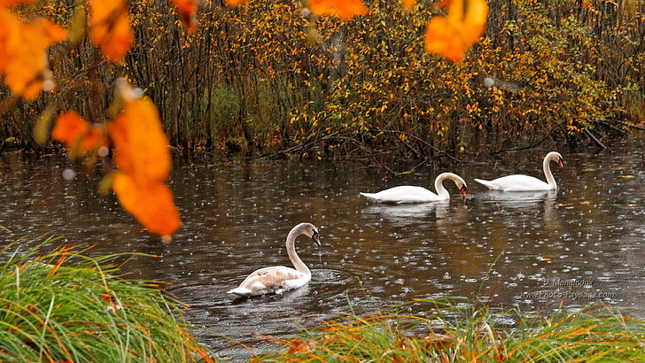 rain, swan, swans, rainy, nature, HD wallpaper