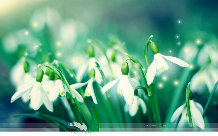 white flowers, green, Spring, snowdrops, HD wallpaper