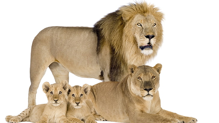 lion family picture, HD wallpaper
