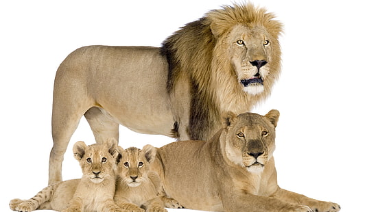 lion family picture, HD wallpaper HD wallpaper