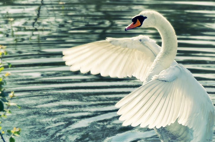 Swan wings white, water, swan, wings, HD wallpaper