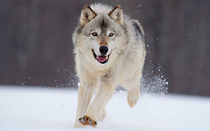 Wolf running in the snow, white wolf, animals, 1920x1200, wolf, HD wallpaper