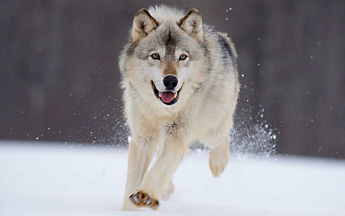 Loup courir dans la neige, loup blanc, animaux, 1920x1200, loup, Fond d'écran HD HD wallpaper