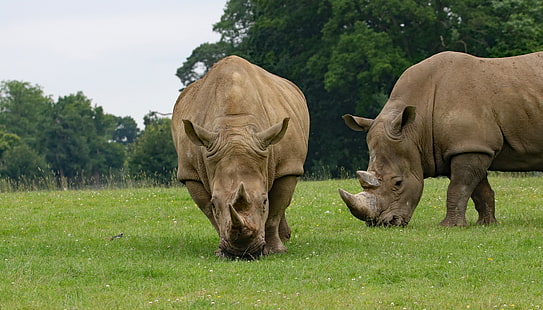 носорог, ест траву, животное, HD обои HD wallpaper