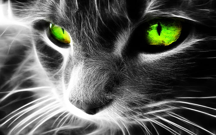 кот, Fractalius, животные, цифровое искусство, избирательная окраска, зеленые глаза, HD обои