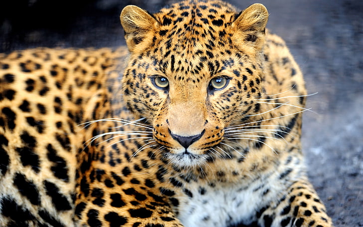 Animal Leopard Desktop Wallpaper Hd For Mobile Phones And Laptops, HD wallpaper