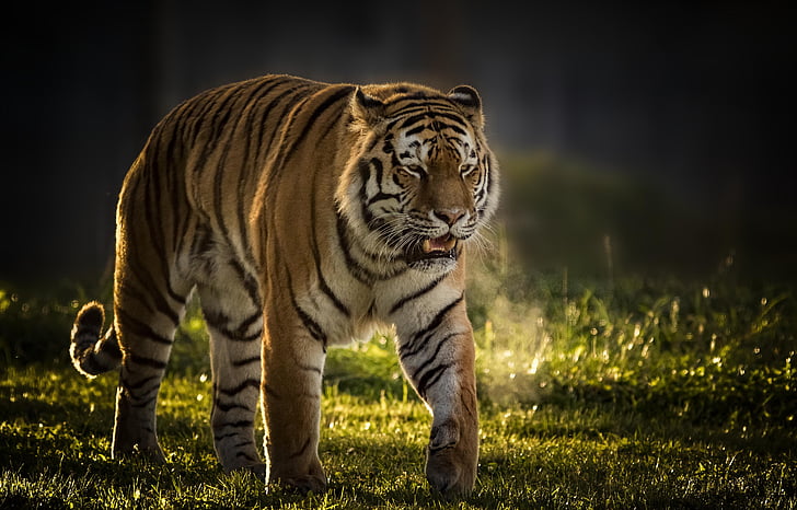 tiger walking on green field grass, Tiger Vladimir, Yorkshire Wildlife Park, 5K, HD wallpaper