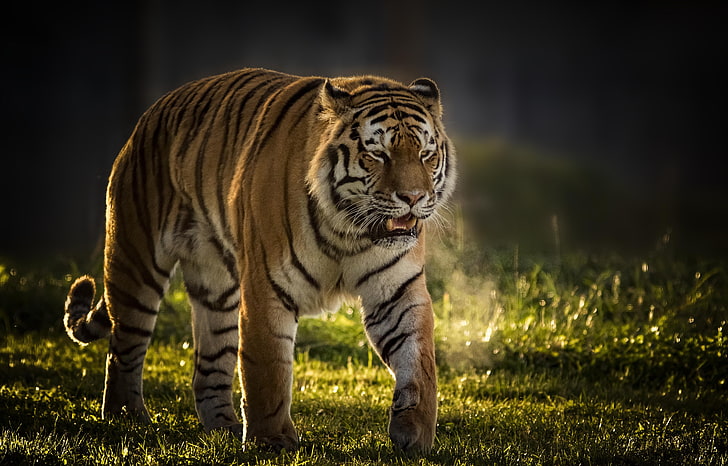 Yorkshire Wildlife Park, 5K, Tiger Vladimir, HD wallpaper