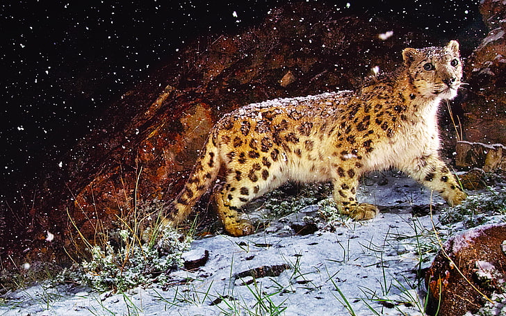gato salvaje marrón y blanco, hierba, mirada, nieve, noche, piedra, imagen, leopardo, bestia, Fondo de pantalla HD