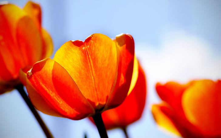 Tulipanes 1, tulipanes, Fondo de pantalla HD