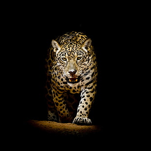 леопард, животные, HD, 4K, HD обои HD wallpaper