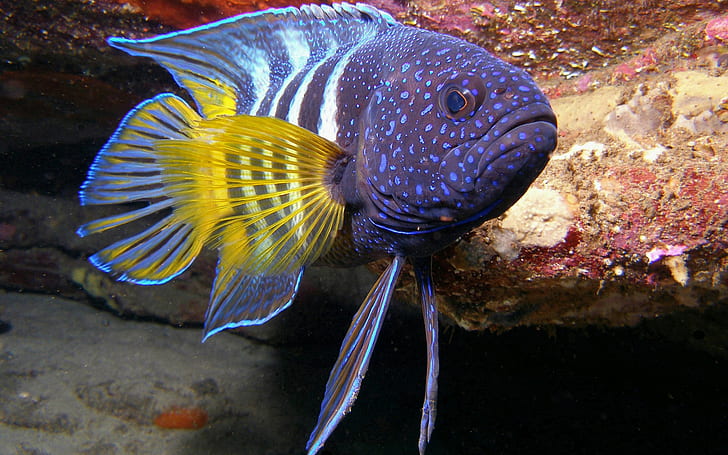 bawah air, ikan, ungu, Wallpaper HD