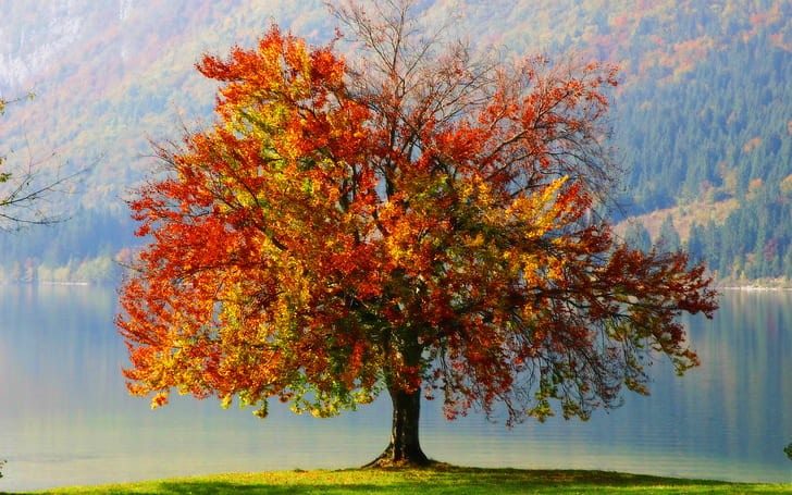Colorful Autumn Tree, maple tree, tree, autumn, colorful, nature and landscape, HD wallpaper