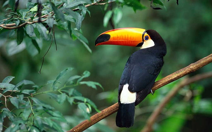 pássaro laranja, branco e preto, tucano, ramo, árvore, pássaro, bico, HD papel de parede